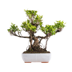 Ficus retusa - B5056