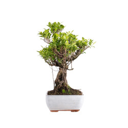 Ficus retusa - B5056
