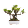 Ficus retusa - B5056