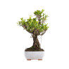 Ficus retusa - B5056