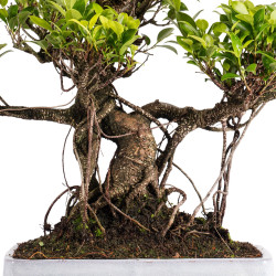 Ficus retusa - B5056