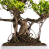 Ficus retusa - B5056