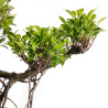 Ficus retusa - B5056