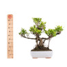 Ficus retusa - B5056