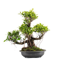 Ficus retusa - B5057