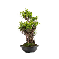 Ficus retusa - B5057