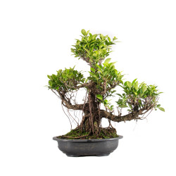Ficus retusa - B5057