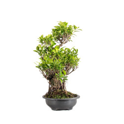 Ficus retusa - B5057