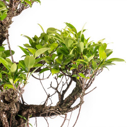 Ficus retusa - B5057