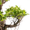 Ficus retusa - B5057