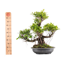 Ficus retusa - B5057
