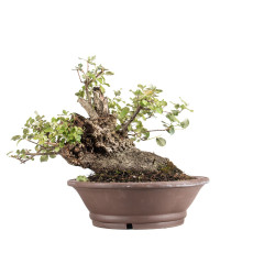 Quercus suber - B5077