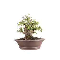 Quercus suber - B5077