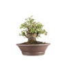 Quercus suber - B5077
