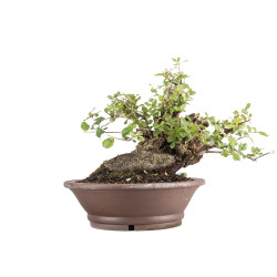 Quercus suber - B5077