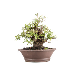 Quercus suber - B5077