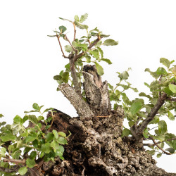 Quercus suber - B5077