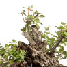 Quercus suber - B5077