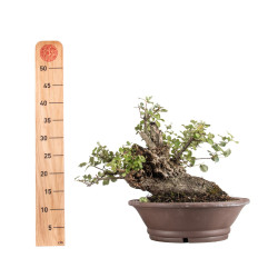 Quercus suber - B5077