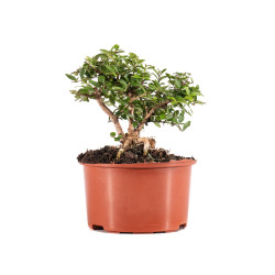 Lonicera nitida - B5097