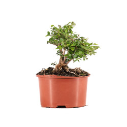 Lonicera nitida - B5097