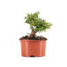 Lonicera nitida - B5097