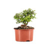 Lonicera nitida - B5097