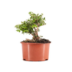 Lonicera nitida - B5097