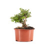 Lonicera nitida - B5097