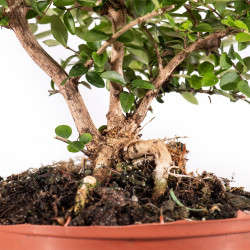 Lonicera nitida - B5097