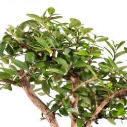 Lonicera nitida - B5097