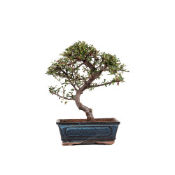 Cotoneaster - B5138