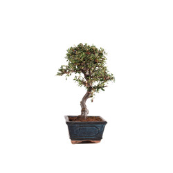 Cotoneaster - B5138