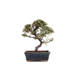 Cotoneaster - B5138
