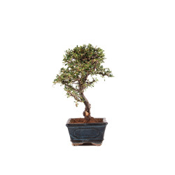 Cotoneaster - B5138