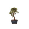 Cotoneaster - B5138