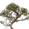 Cotoneaster - B5138