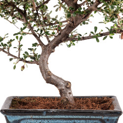 Cotoneaster - B5138