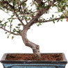 Cotoneaster - B5138