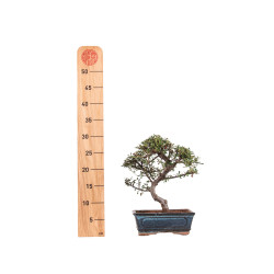 Cotoneaster - B5138