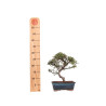 Cotoneaster - B5138
