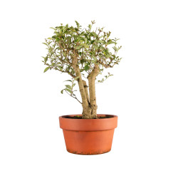 Ligustrum spp. - B5156