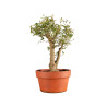 Ligustrum spp. - B5156