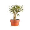 Ligustrum spp. - B5156