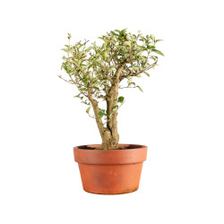Ligustrum spp. - B5156
