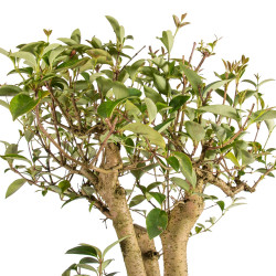 Ligustrum spp. - B5156