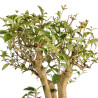 Ligustrum spp. - B5156