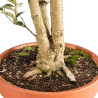 Ligustrum spp. - B5156