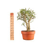 Ligustrum spp. - B5156