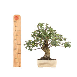 Quercus suber - B5166